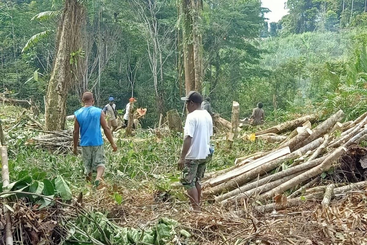 Enam suku Kampung Klaisiu garap lahan berkebun