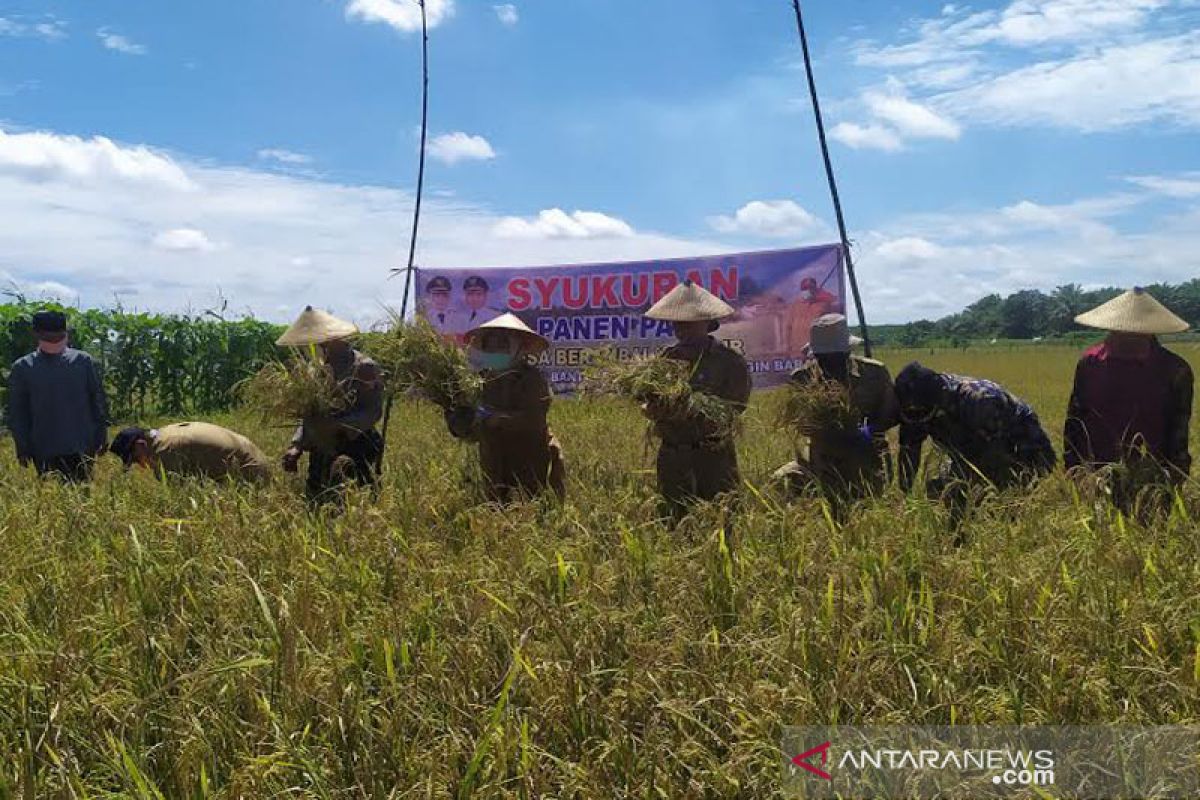 Hasil panen melimpah, petani di Kobar gelar 'Sedekah Bumi'