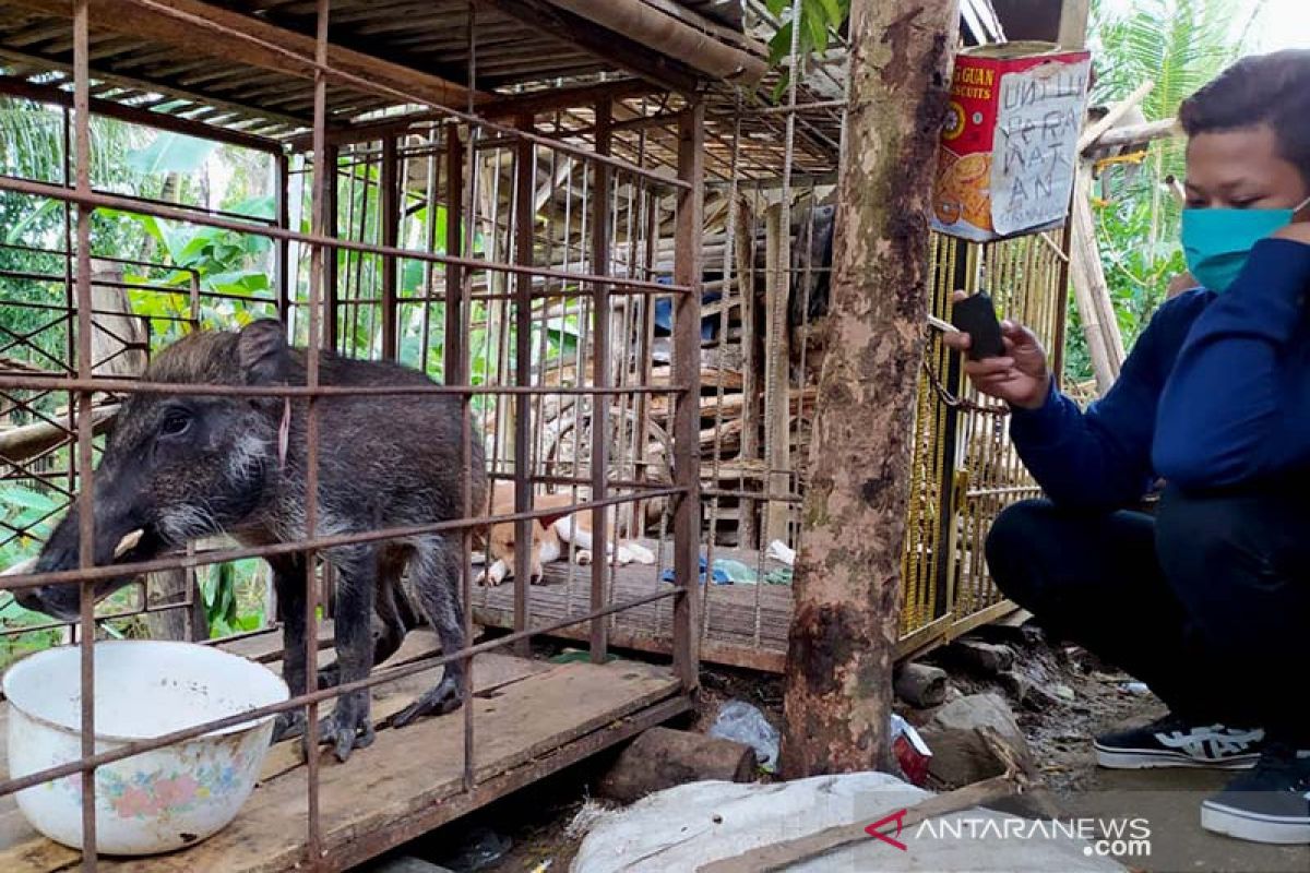 Penemuan babi hutan berkaki aneh hebohkan warga