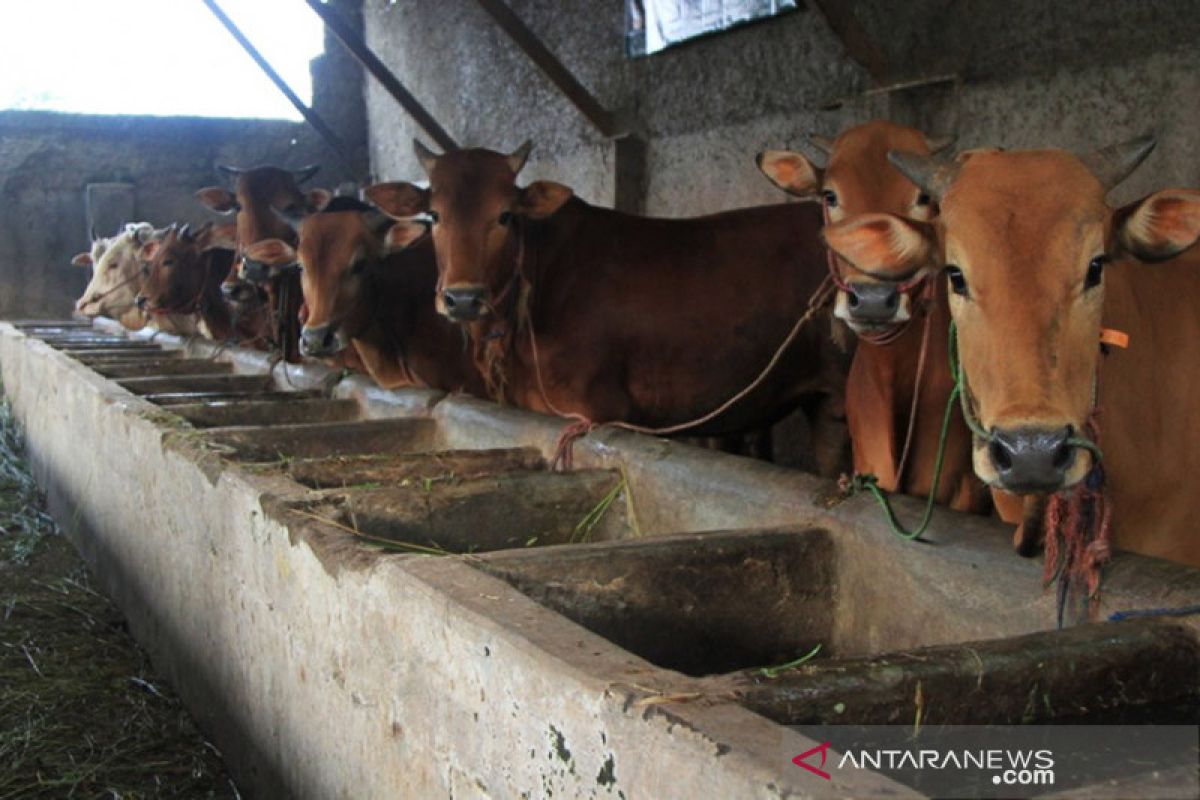 Global Qurban ACT siap sasar tiga kabupaten di DIY