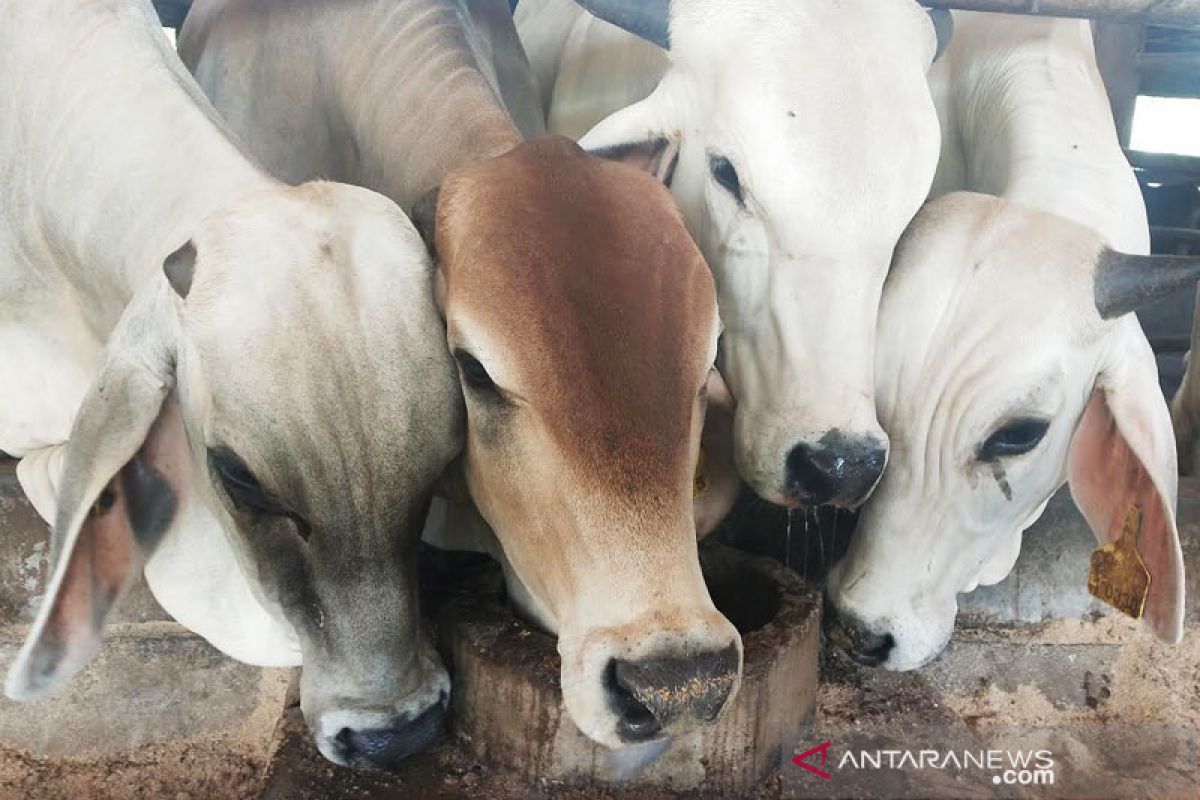 Banjarmasin datangkan sapi  dari Jawa hingga NTT