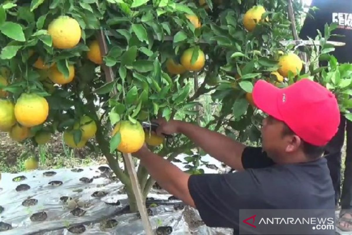 Warga Magetan budi daya jeruk dekopon beromzet puluhan juta rupiah