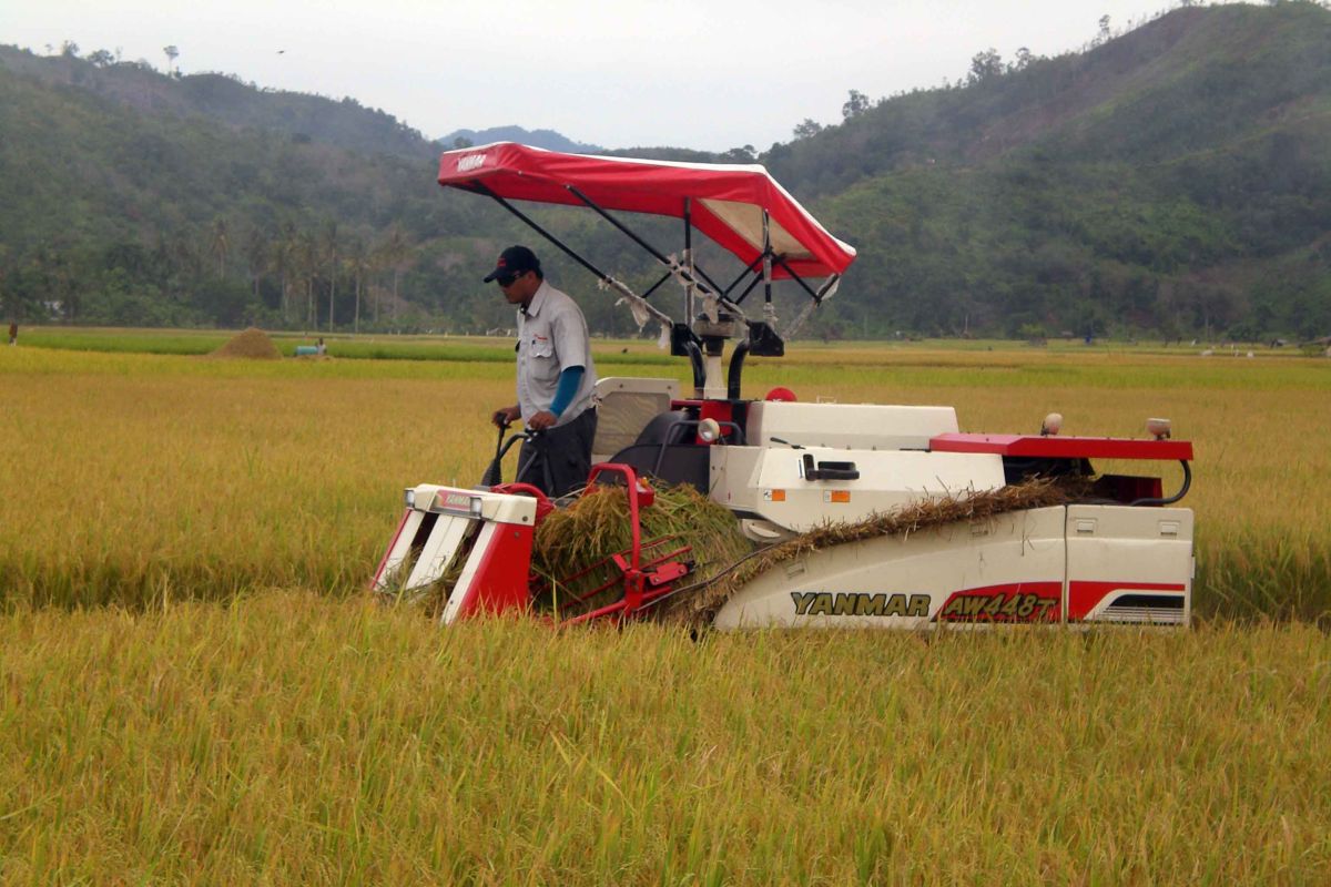 Produksi Beras di Kalbar hingga Juni 2020 surplus mencapai 107.106 ton