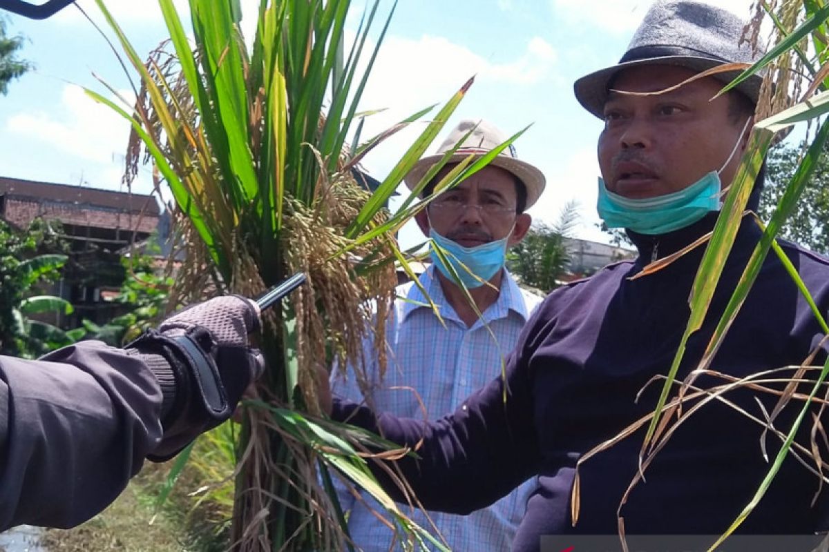 UMM kembangkan padi varietas unggul UM-400 dengan teknologi khusus