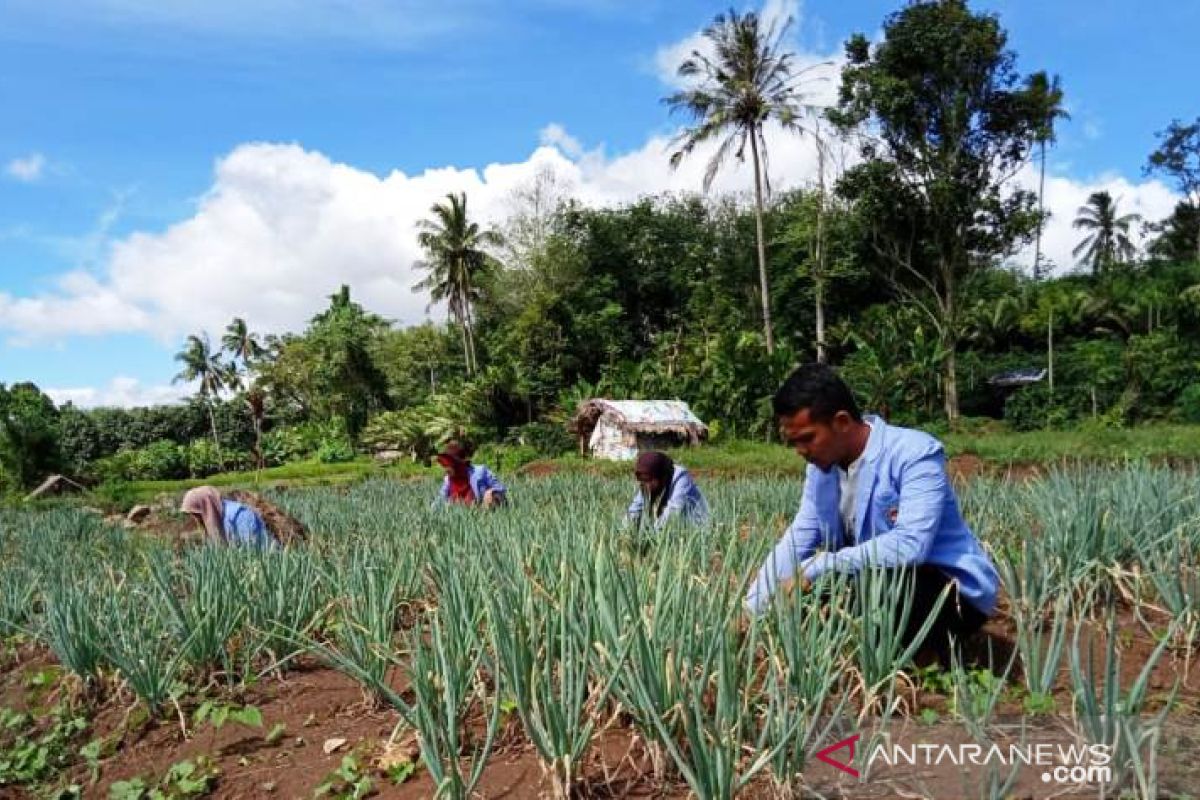 Mahasiswa Polbangtan Medan dampingi petani Padang Sidempuan tanam bawang