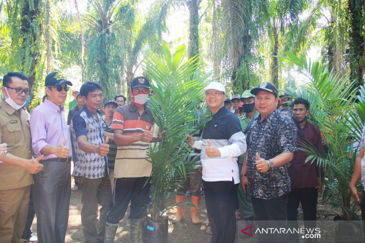 Seluas 77 hektare kebun sawit rakyat di Bengkulu diremajakan