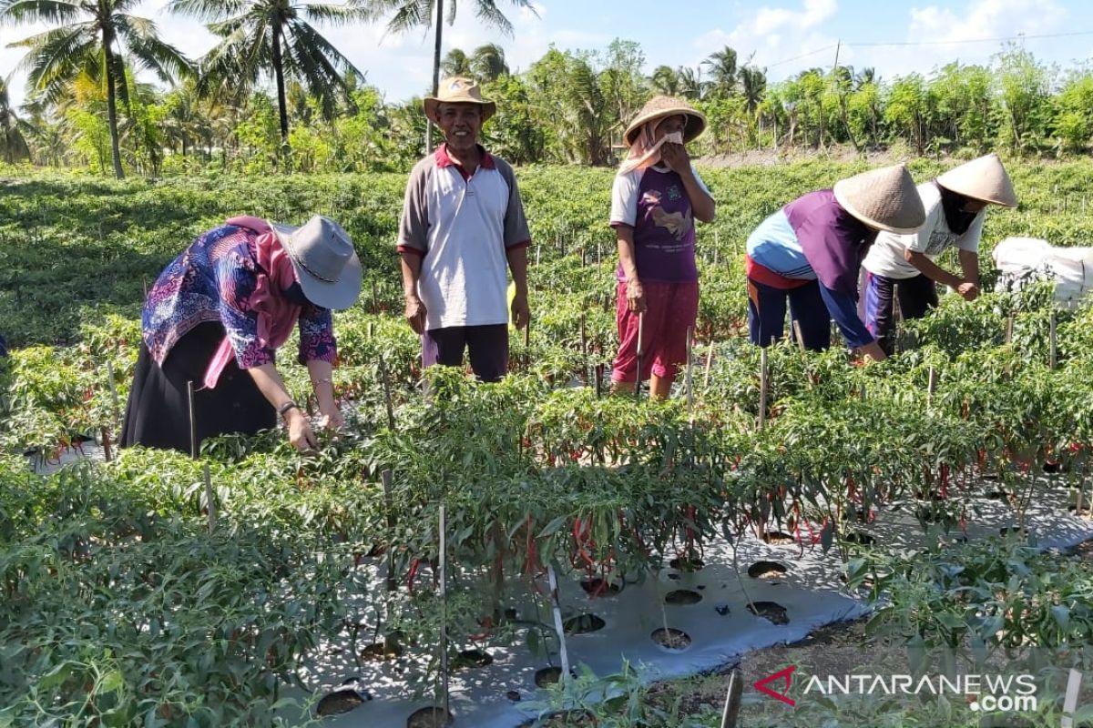 Petani Kulon Progo tatap tanam cabai meski harga anjlok