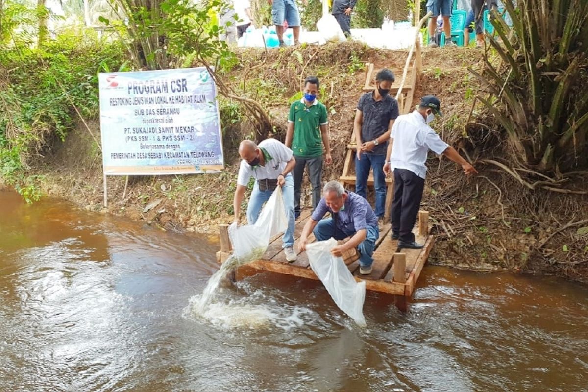 PT Sukajadi Sawit Mekar 'restocking' ikan lokal dukung konservasi dan ketahanan pangan