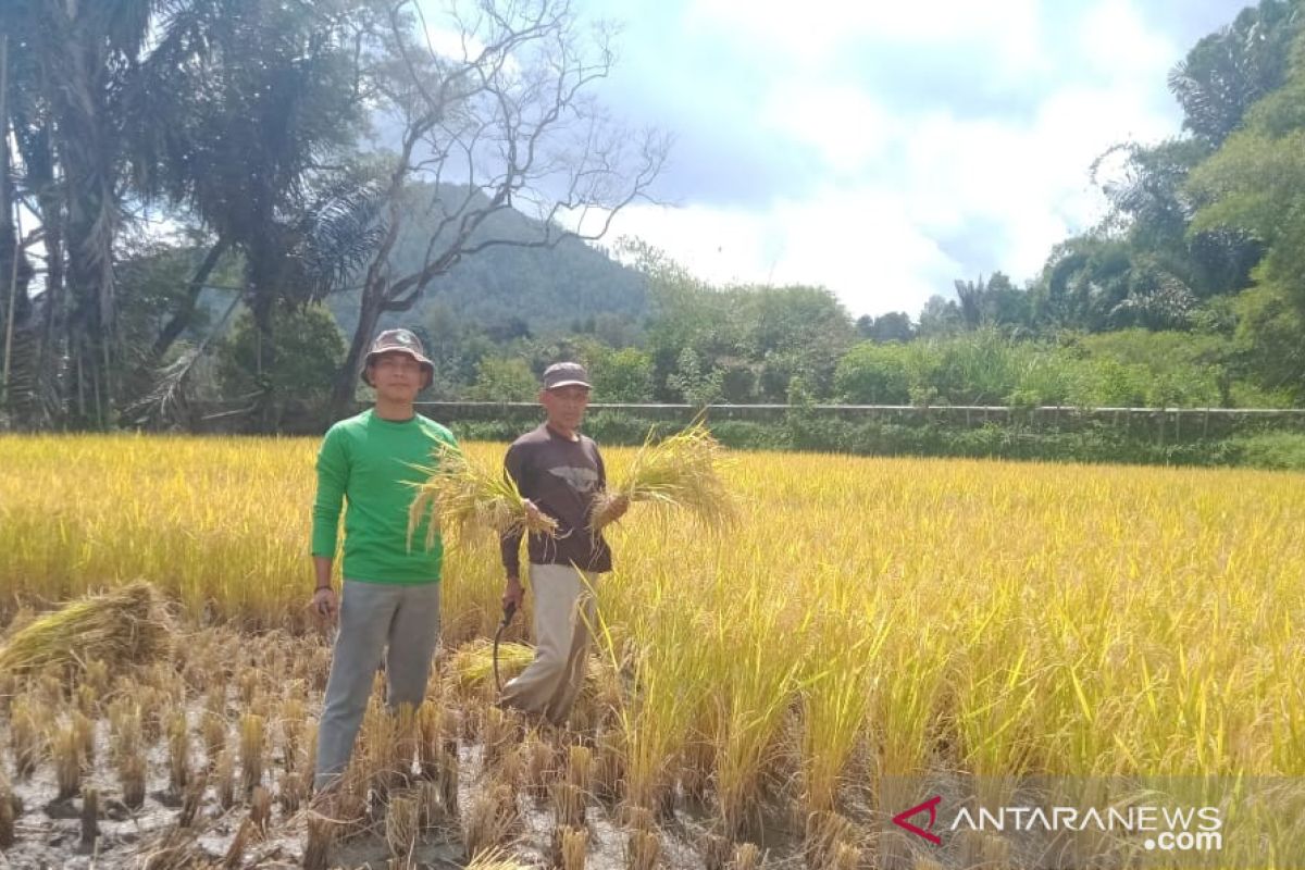 Maksimalisasi ketahanan pangan, Mahasiswa Polbangtan Medan bantu petani Toba Samosir panen padi