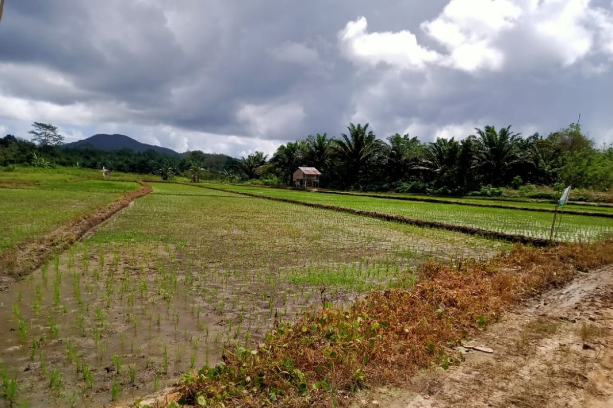 DKPP Belitung kembangkan padi Inpari Nutri Zinc