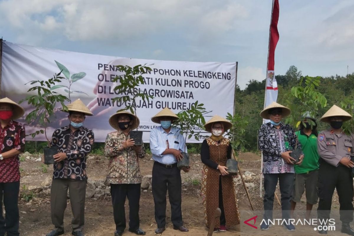 Kelompok tani Kulon Progo kembangkan lengkeng di lahan tandus