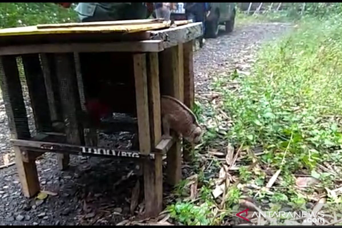 Kukang jantan dan elang brontok dilepasliarkan ke Taman Wisata Alam Bukit Kaba