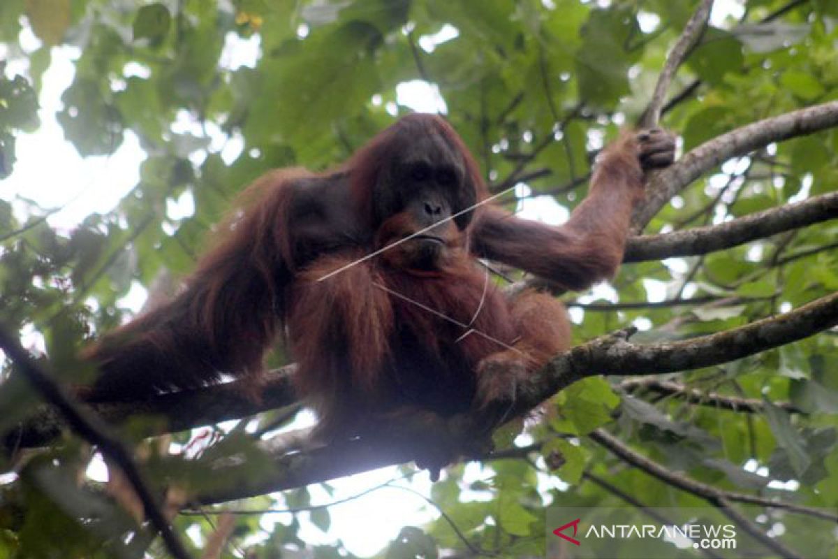 Orangutan Sumatera tiba-tiba muncul di Danau Lau Kawar