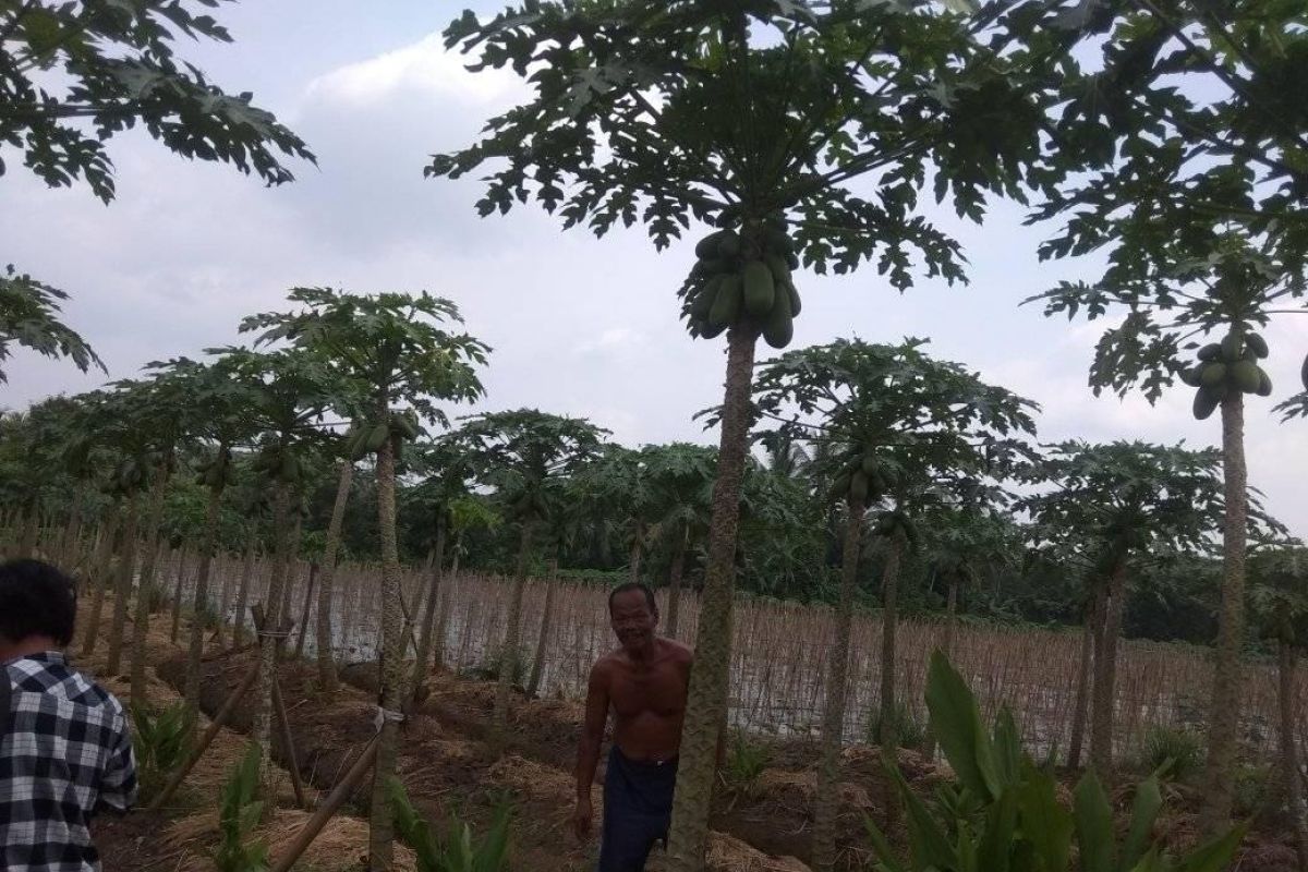 Panen pepaya tumbuhkan ekonomi  warga Lebak di masa pandemi COVID-19