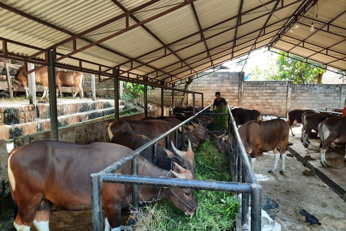 Dampak corona penyedia hewan qurban batasi stok