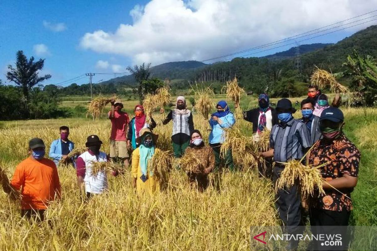 Panen padi varietas lokal siporang Sipirok capai 8,56 ton per ha