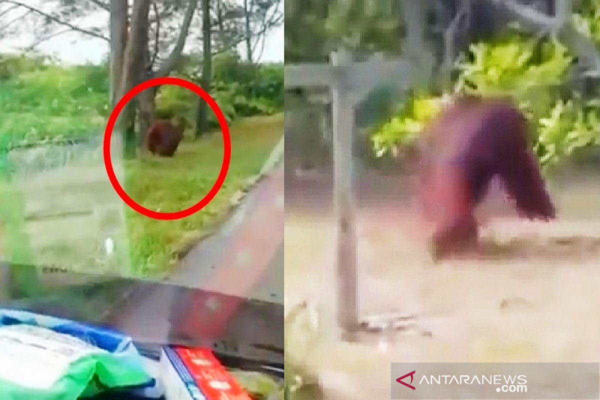 Orangutan berkeliaran di pinggir jalan dan rusak kebun warga