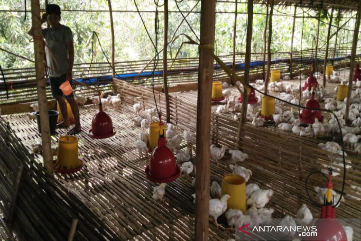 Peternak  Kalimantan Selatan kehabisan stok bibit ayam potong