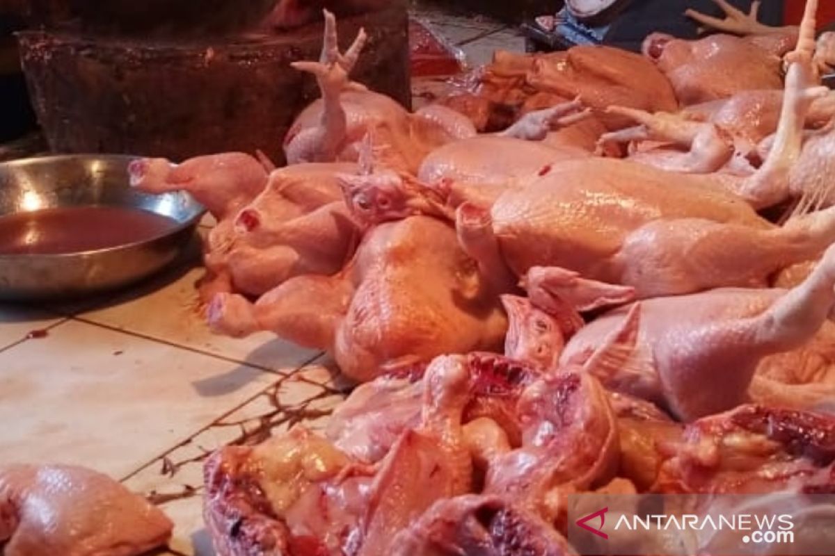 Pasokan kurang, harga ayam di Pontianak capai Rp37.000 per kilogram