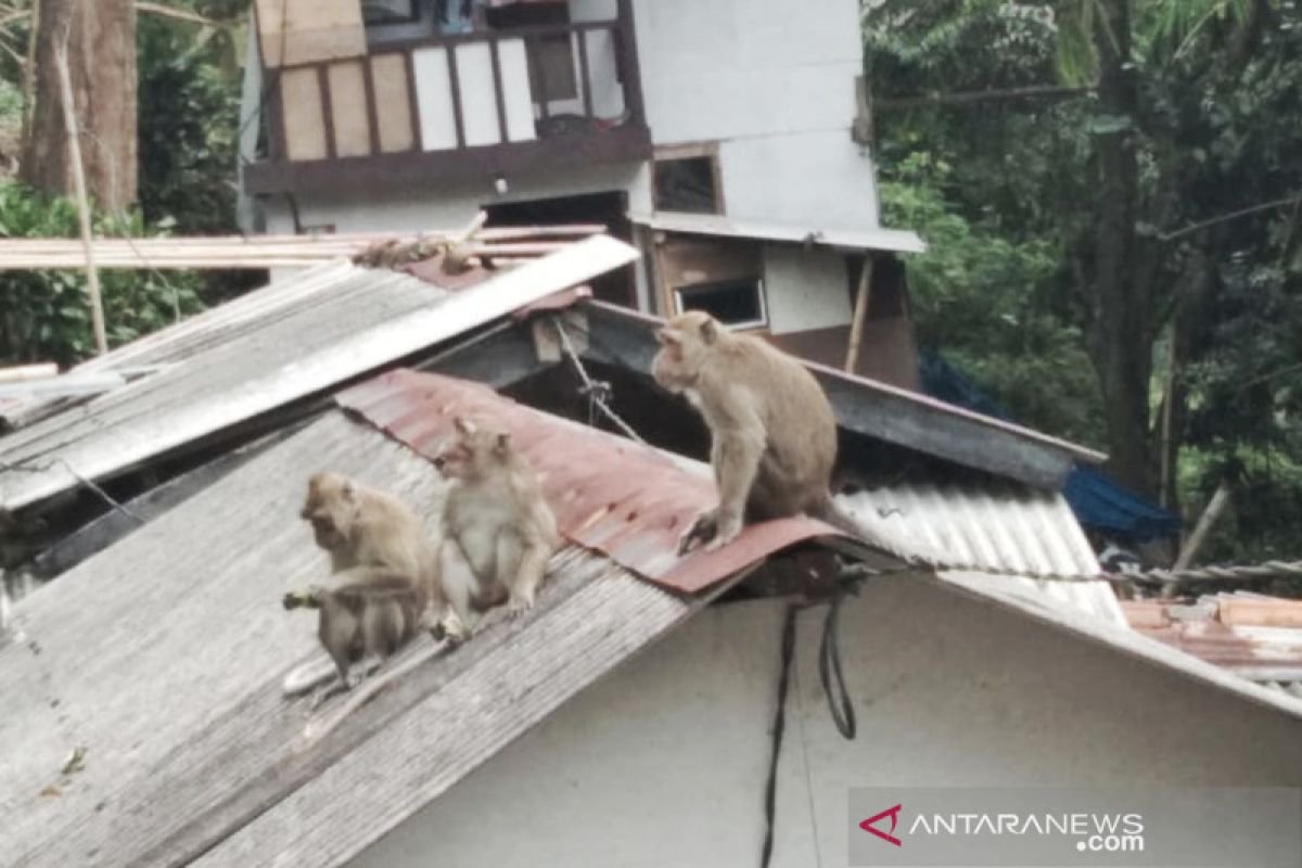 Puluhan monyet serbu kawasan permukiman curi makanan dan pakaian di jemuran