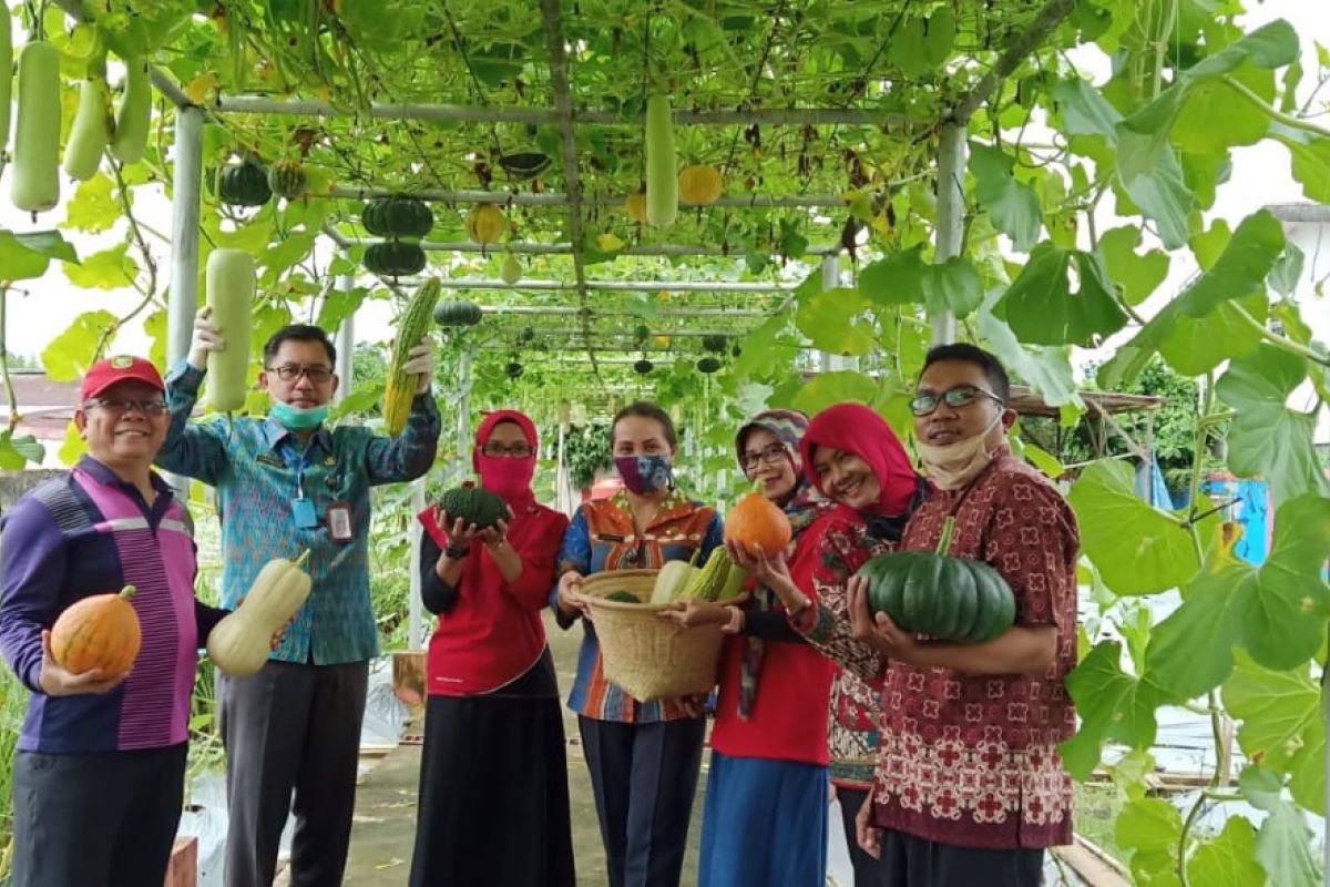 Kebun percontohan Distan Kalbar sarana edukasi bagi petani milenial