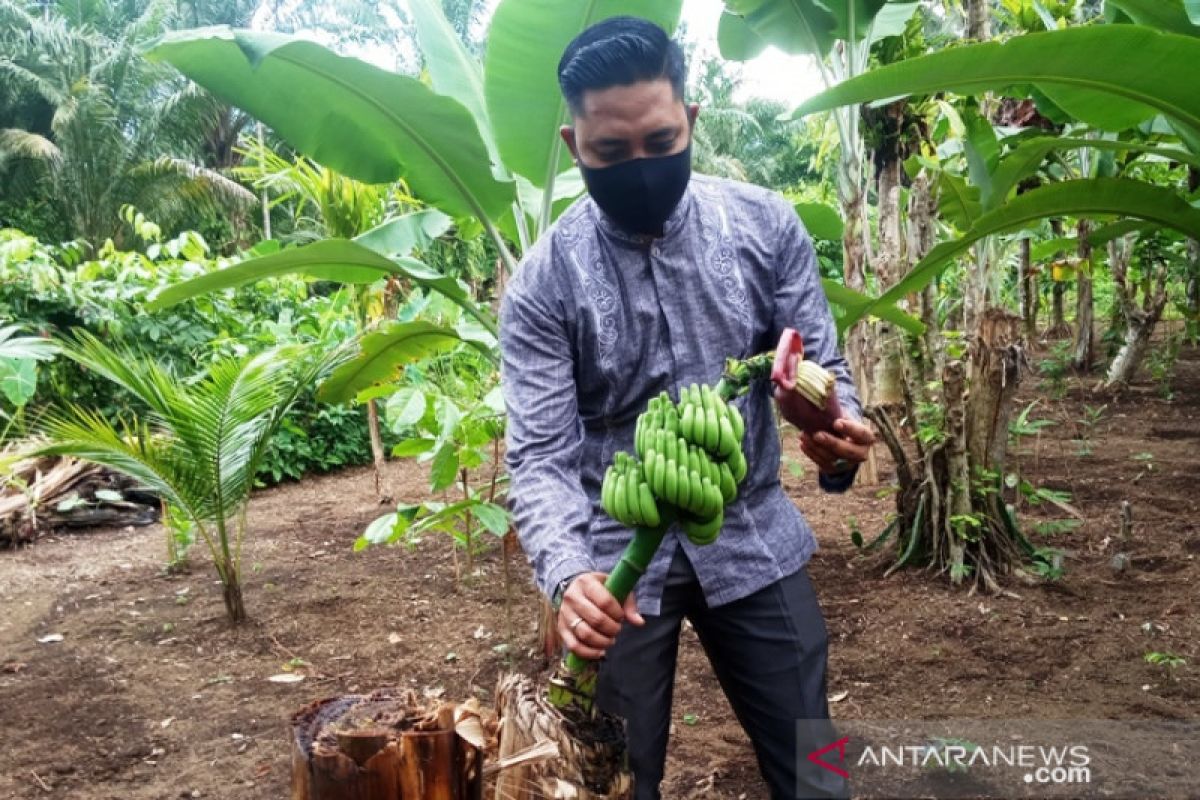 Fenomena unik di Agam, batang pisang bekas ditebang berbuah (Video)