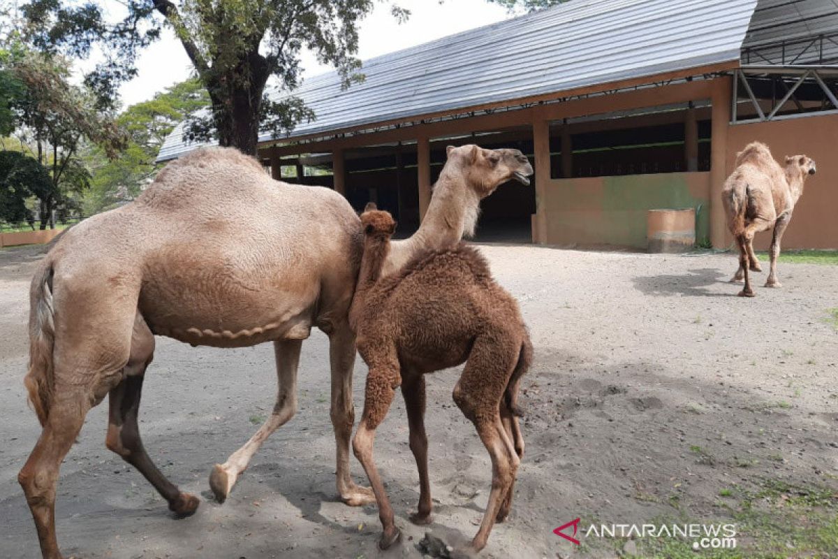 Dovir Olan jadi nama bayi Unta di Taman Satwa Taru Jurug Solo