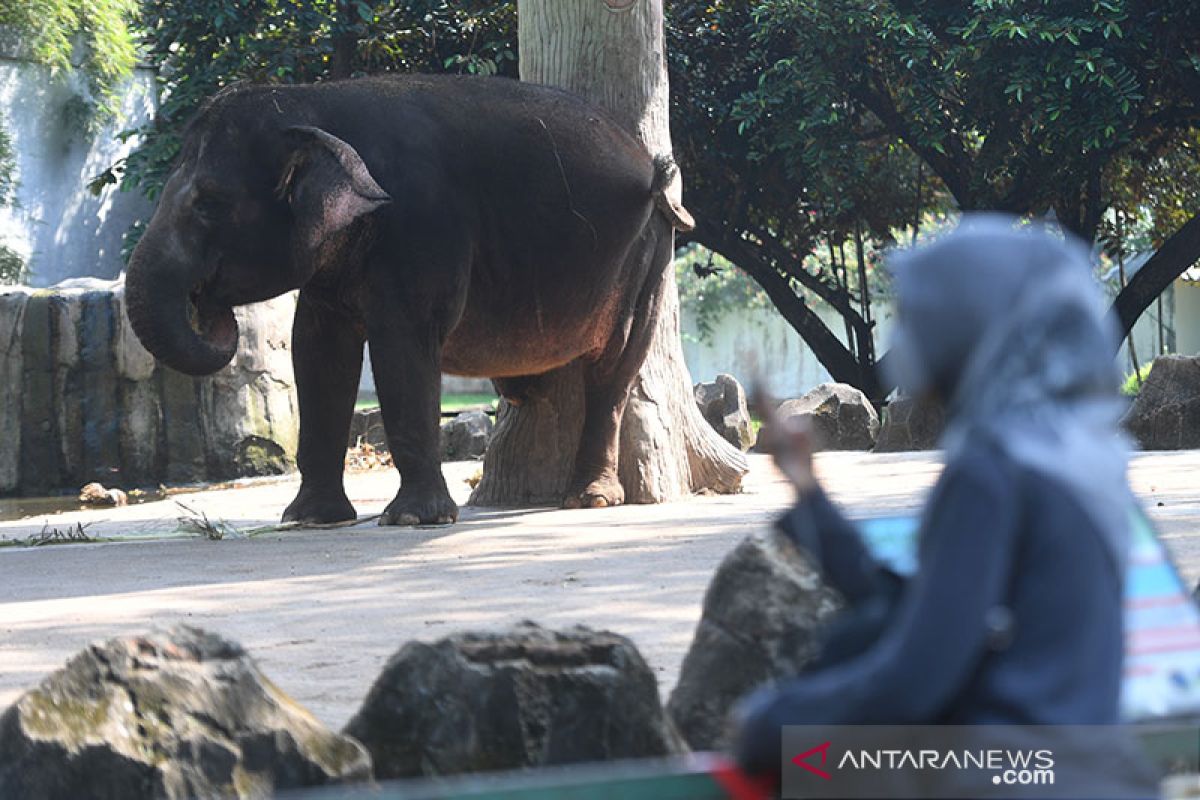 Pengunjung Ragunan dibatasi agar binatang tidak stres