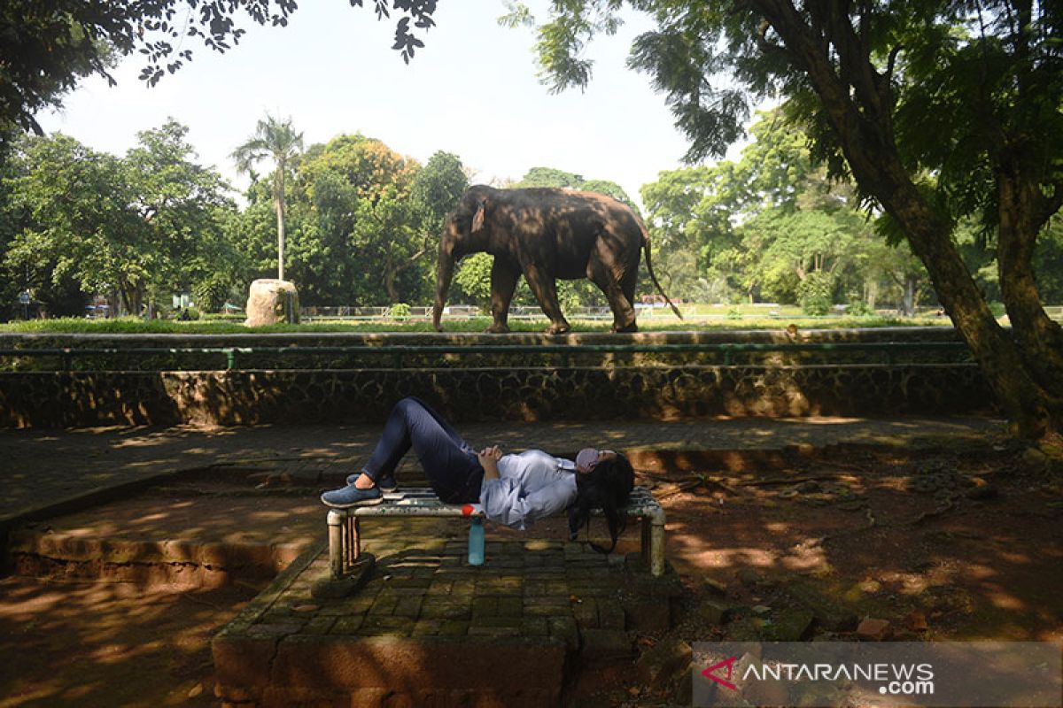 South Jakarta's Ragunan Zoo remains open with PSBB re-enforcement