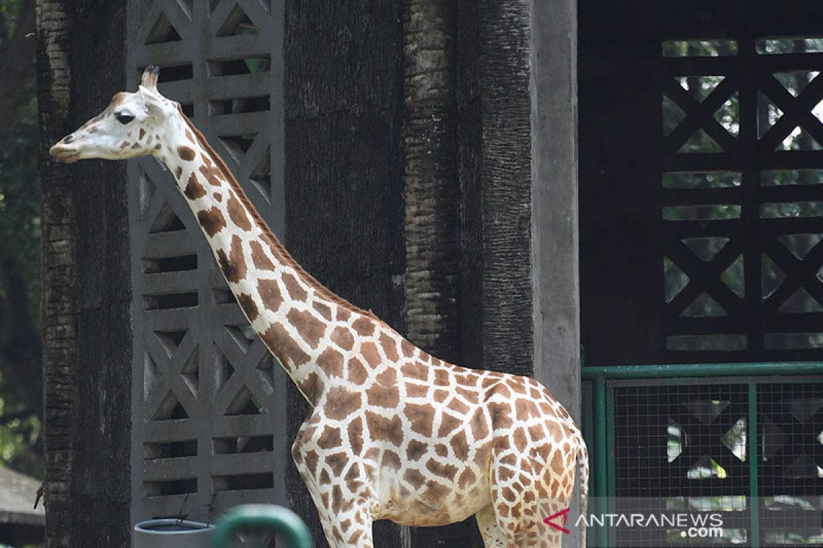 Taman Margasatwa Ragunan Jakarta tetap sediakan layanan wisata virtual