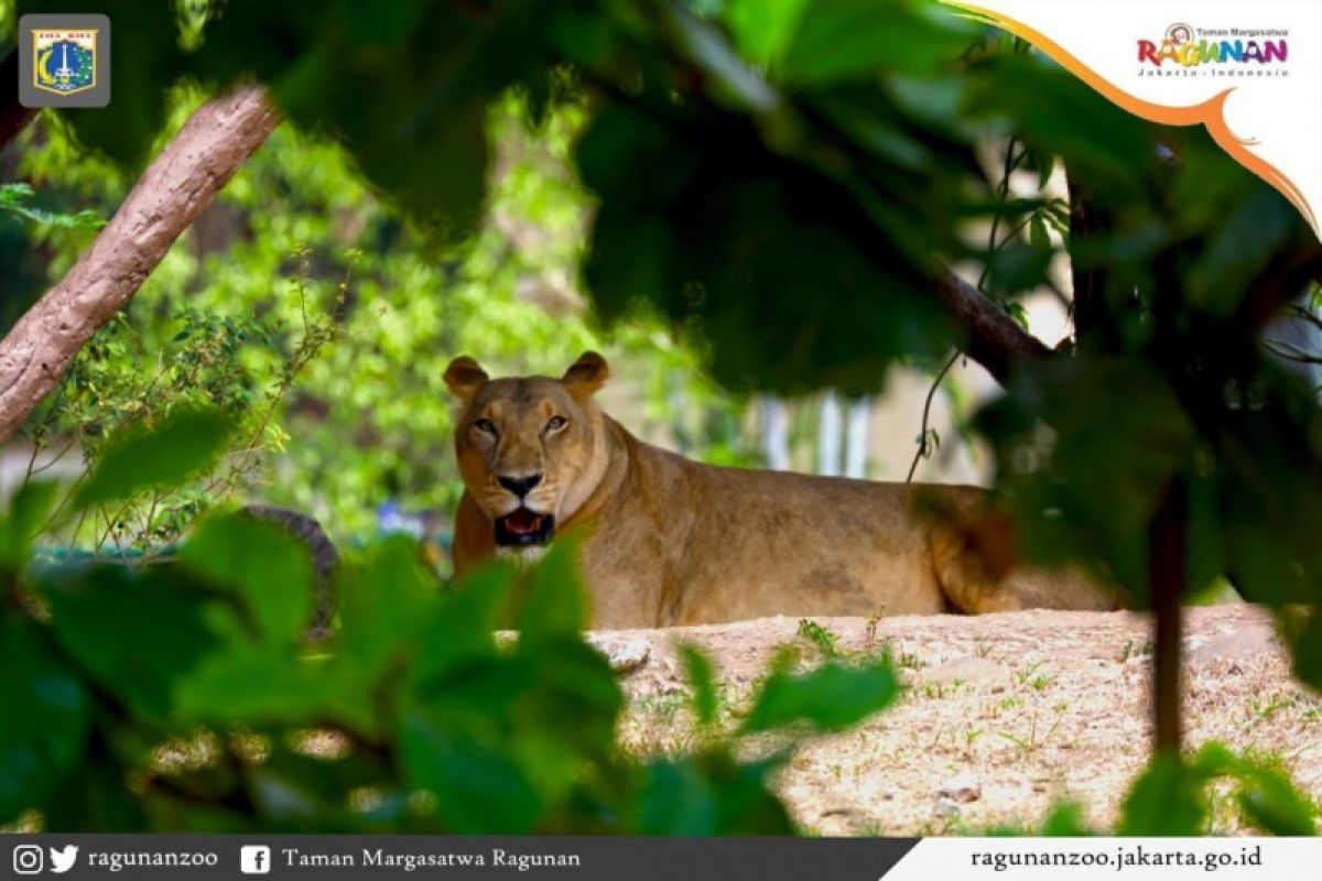 Taman Margasatwa Ragunan dibuka kembali tapi khusus bagi warga Jakarta