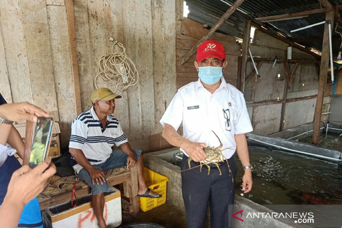 Ekspor lobster asal Mukomuko terhenti sejak pandemi COVID-19