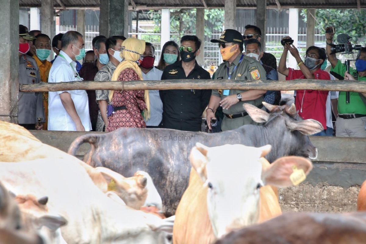 Pemprov Lampung bertekad penuhi kebutuhan ternak nasional