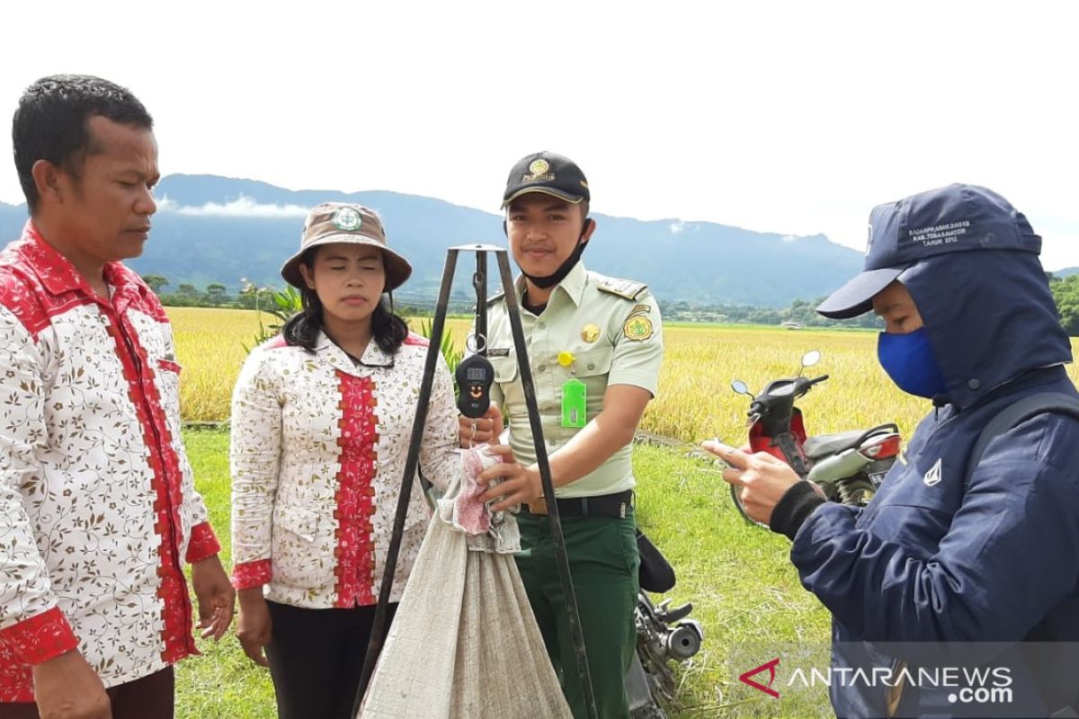 Polbangtan Medan ikut panen raya padi di Toba, hasilnya 8,1 ton per hektare