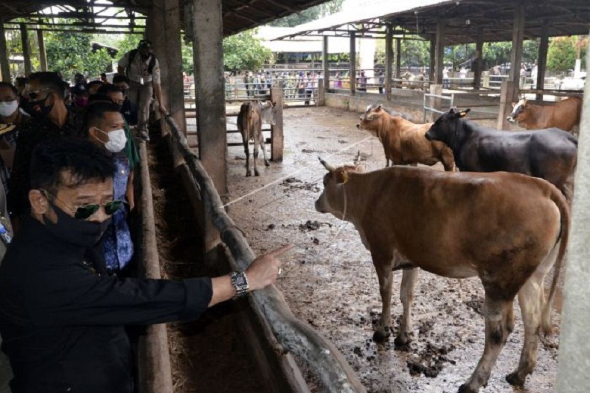 Menteri Pertanian kunjungi kandang penggemukan sapi