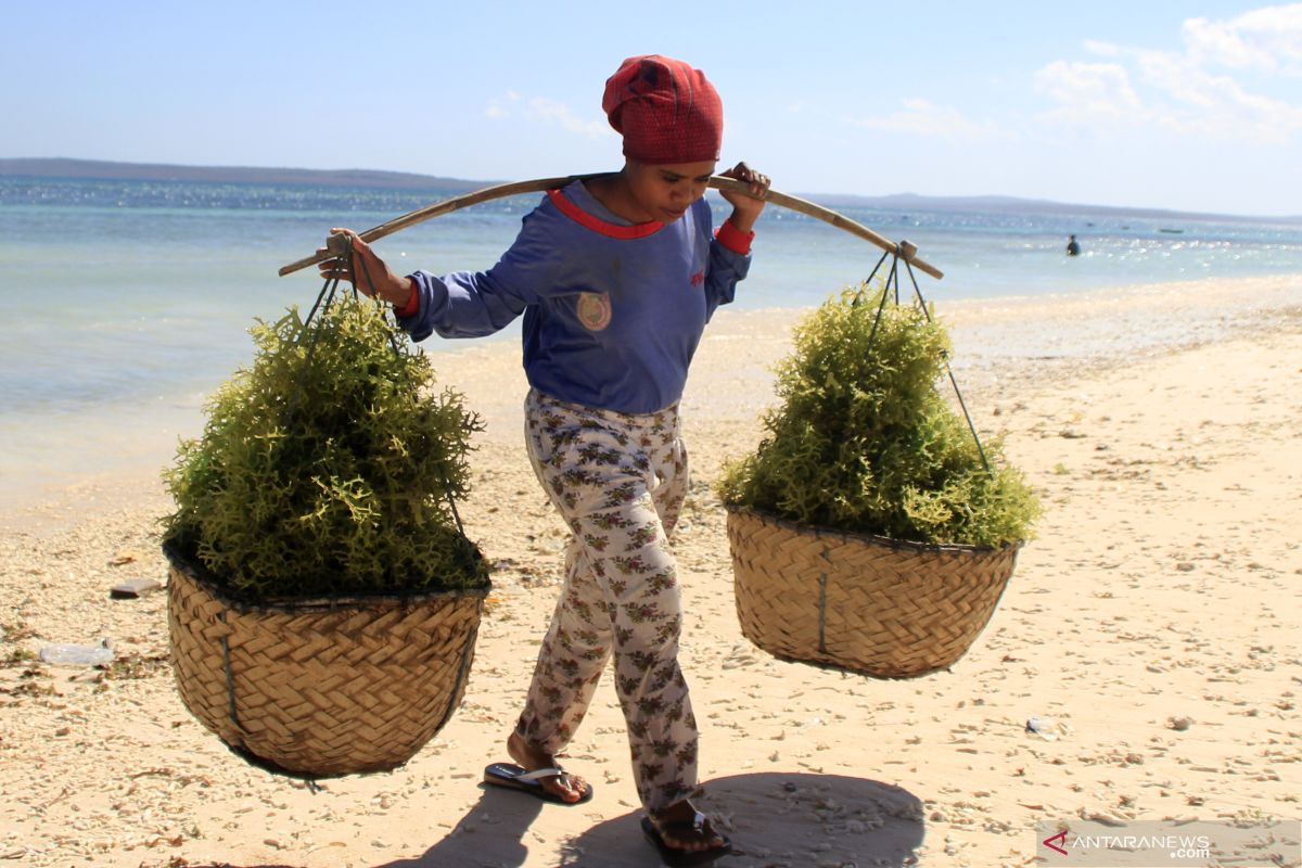 Harga rumput laut di daerah ini melonjak