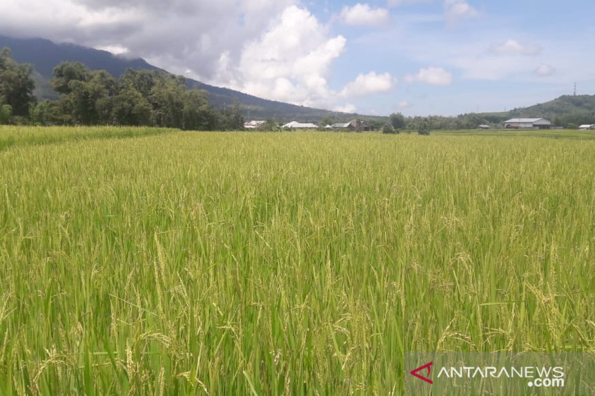 Bulog Sultra kuasai 9.000 ton beras hasil panen petani