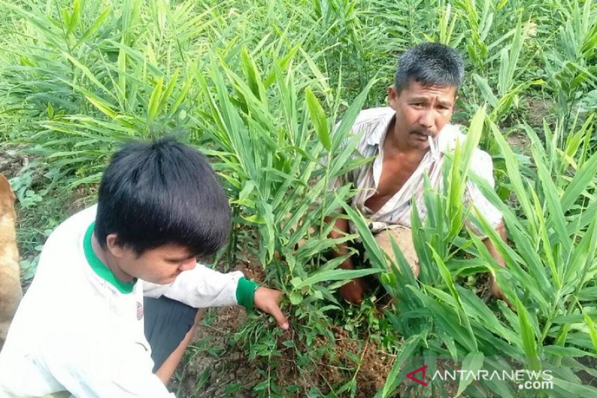 Mahasiswa Polbangtan Medan bagi trik tingkatkan produktivitas jahe petani Sibolangit