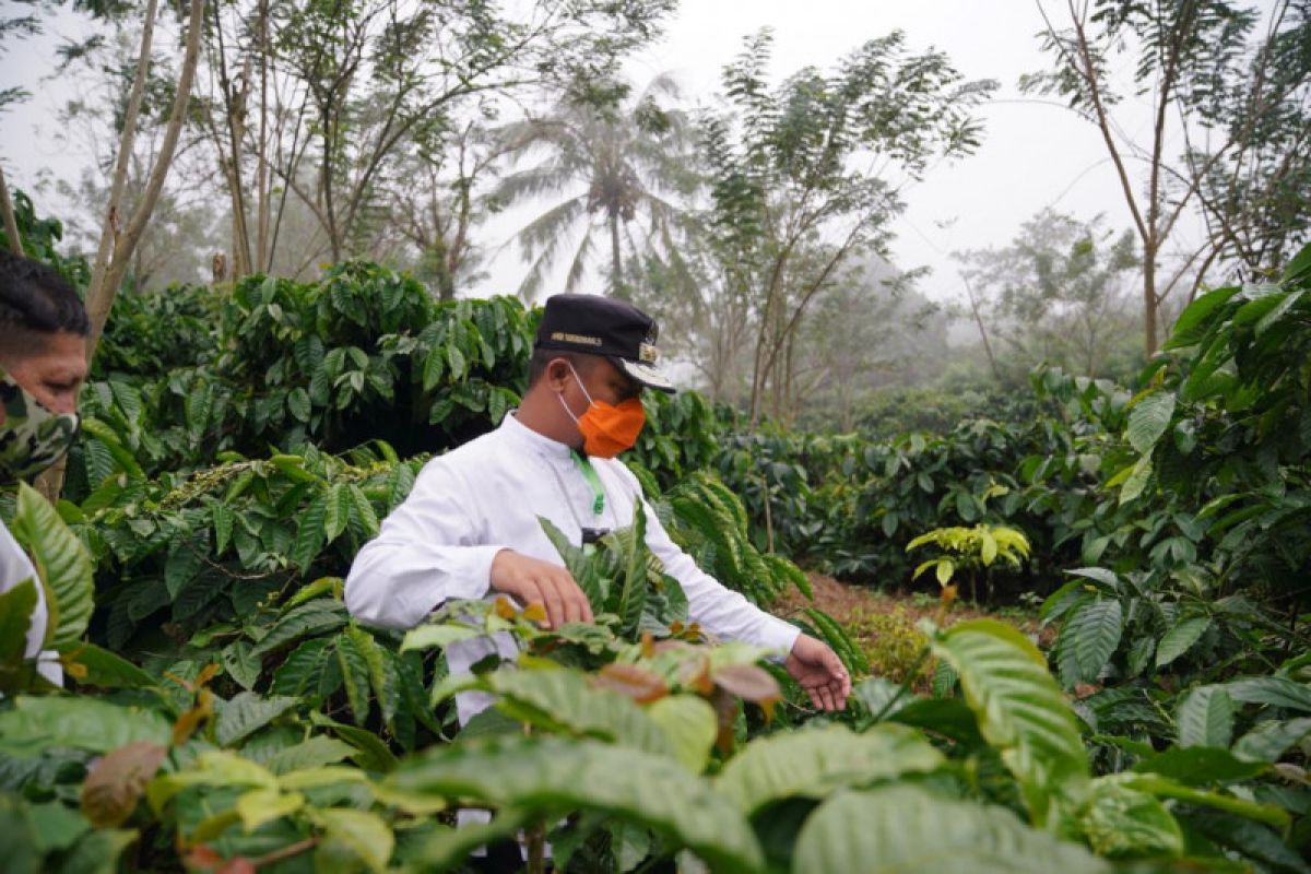 Wagub Sulsel ingatkan petani kopi jaga kualitas