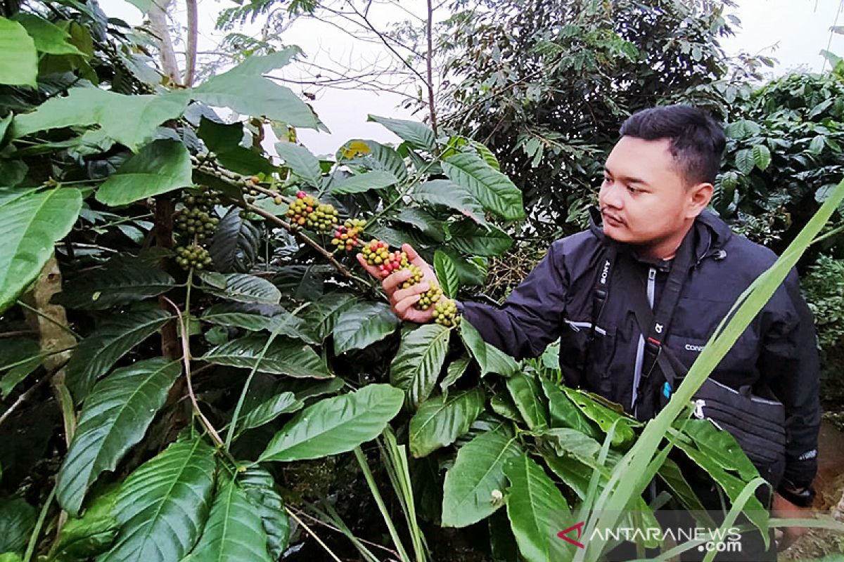 Permintaan turun, petani kopi Kulon Progo jual kopi secara daring