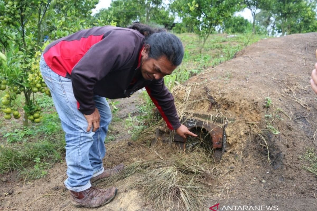 Misteri makhluk haus darah pemangsa ternak di Taput, mampu angkat beban 25 kg hingga bengkokkan besi