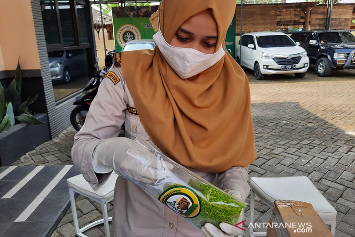 Karantina Pertanian Surabaya promosikan beras "konjac" ke Korea