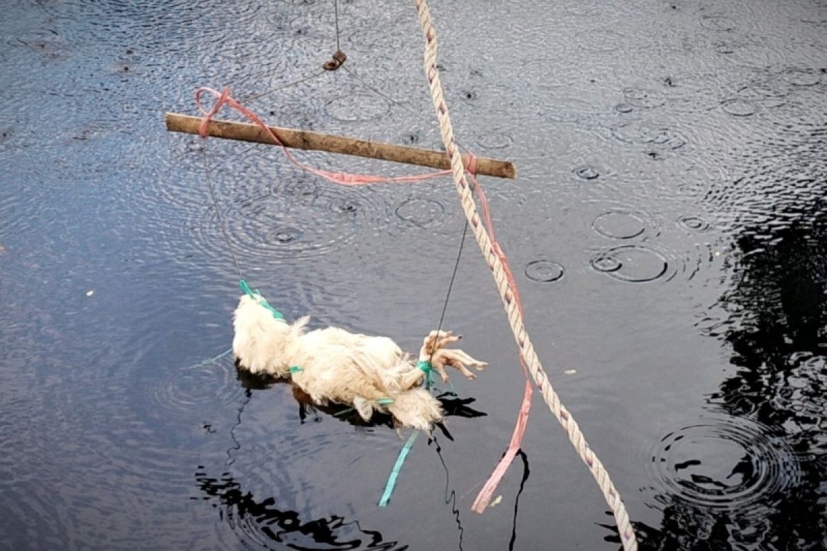 Buaya serang kakak adik pencari kerang di Kotawaringin Timur