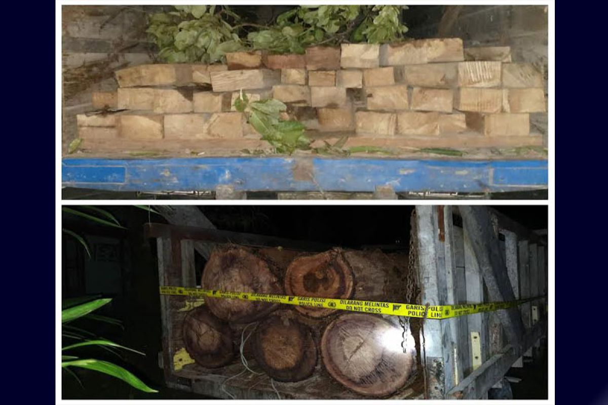 Two truck drivers in C Kalimantan arrested for illegal logging cases