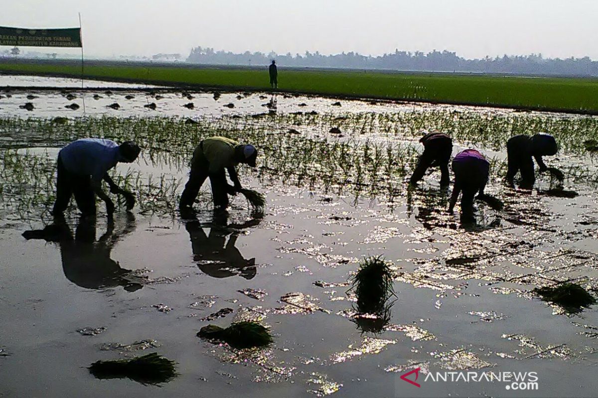 Karawang dukung ketahanan pangan melalui program percepatan tanam