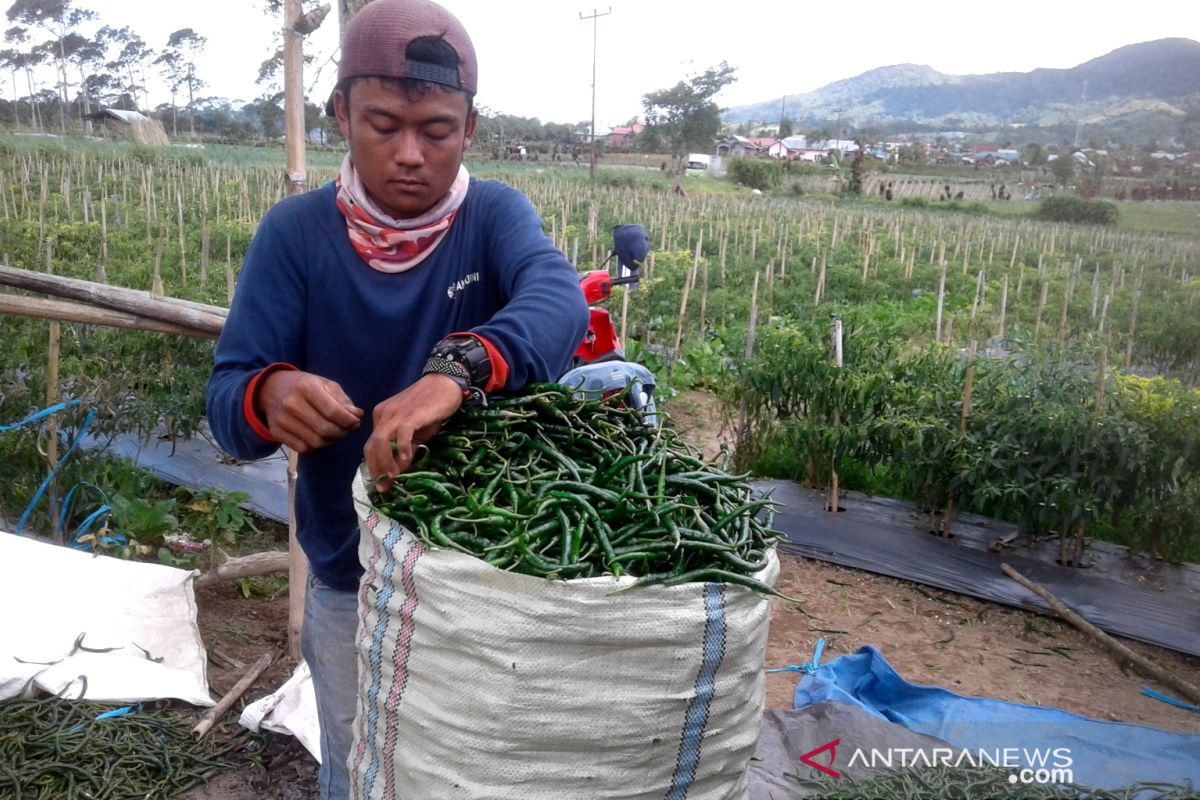 Anggota DPRD minta Pemda Rejang Lebong bantu petani sayuran