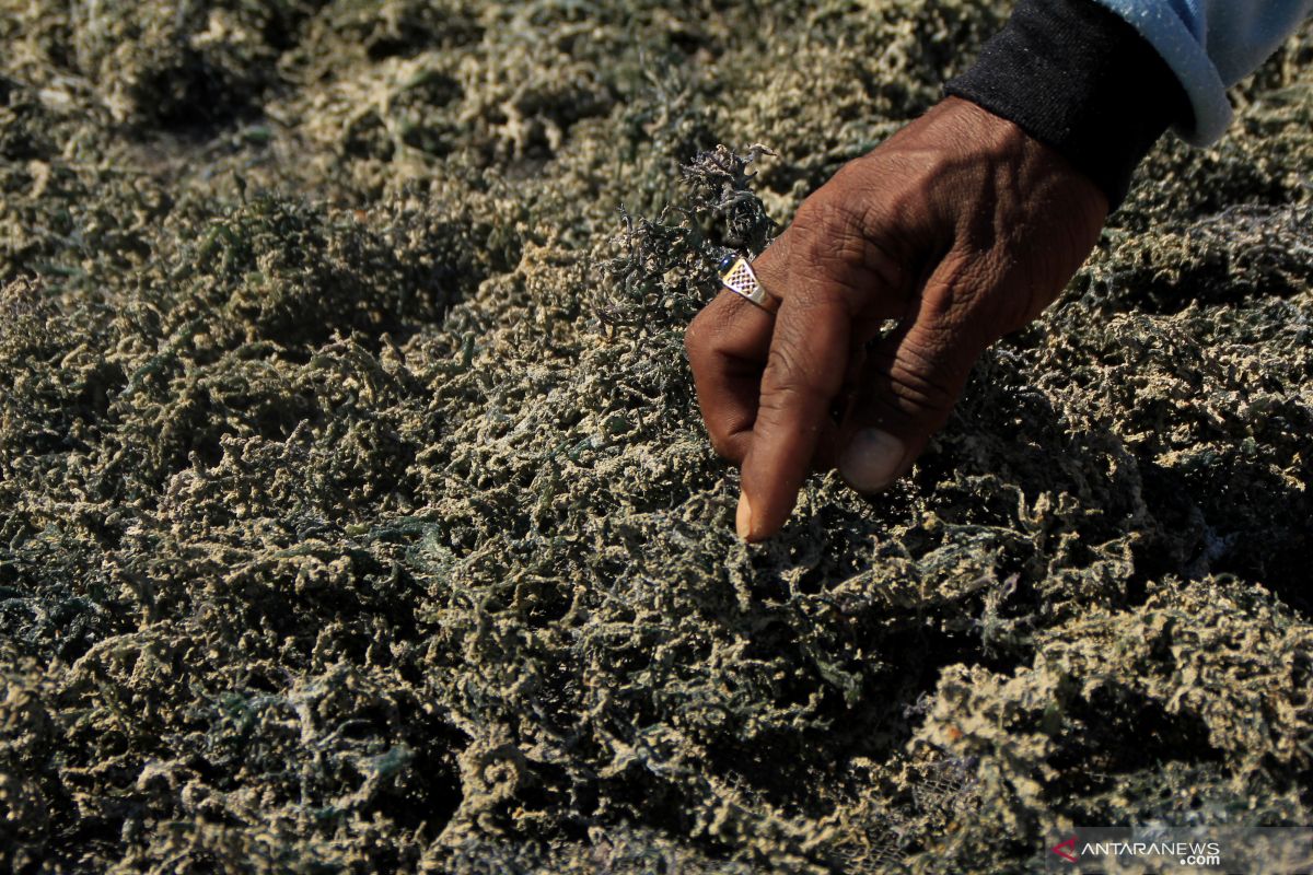 Budidaya rumput laut di Kupang terserang penyakit