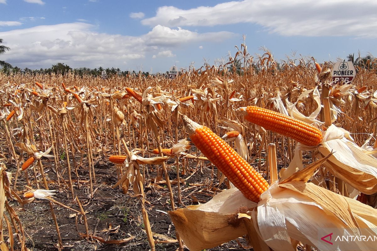 Pemprov Gorontalo salurkan benih jagung dan kedelai di Wonosari-Boalemo