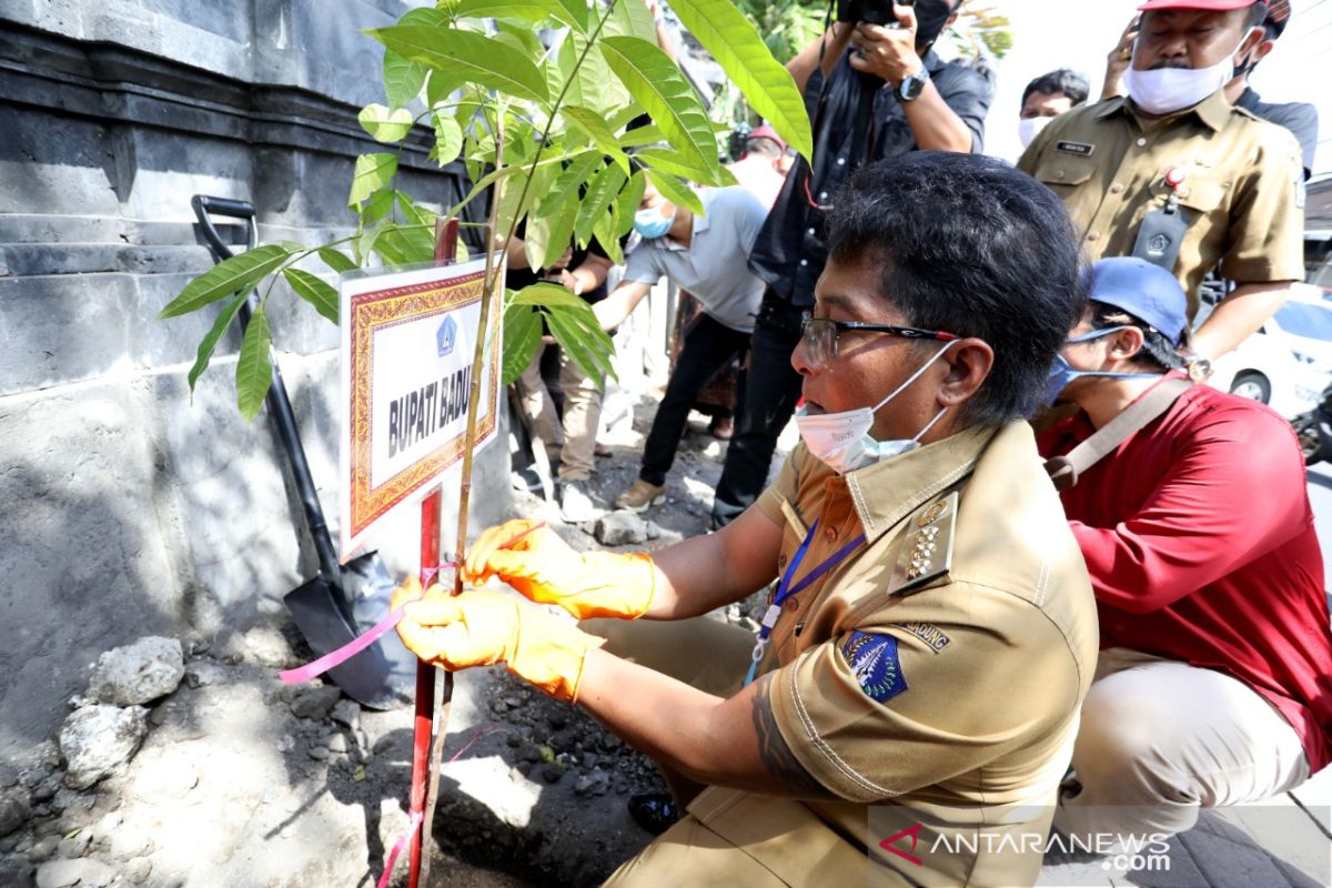 Badung tanam 250 Tabebuya untuk penghijauan