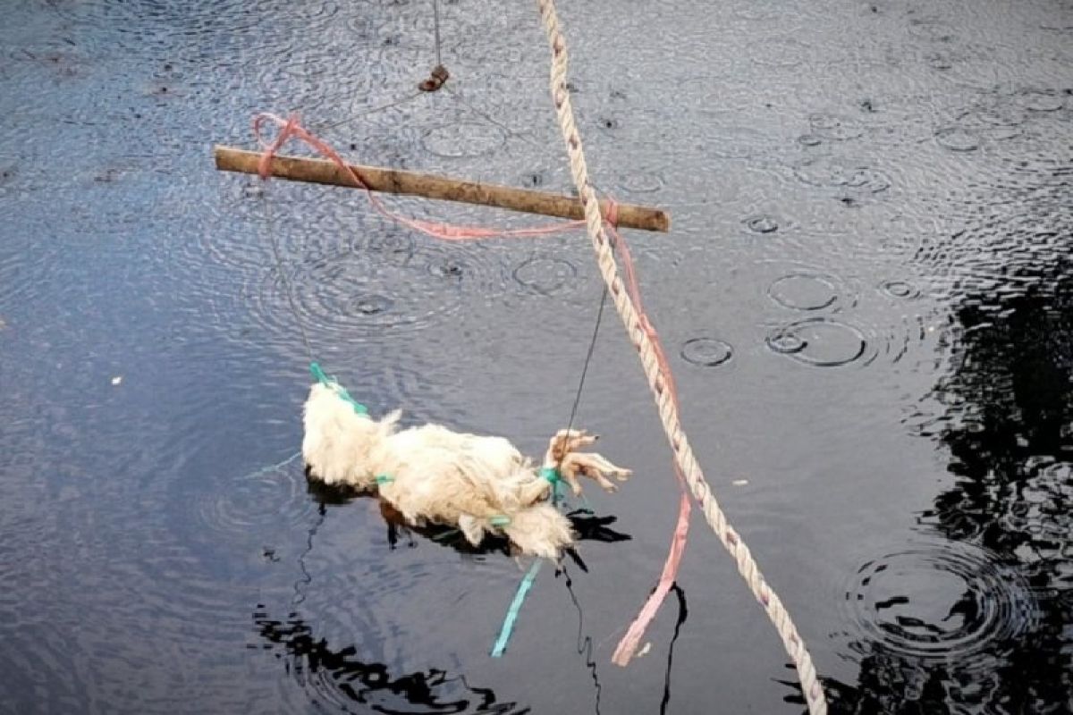 Buaya serang sejumlah warga, petugas pasang jerat dengan umpan bangkai ayam